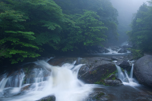 Mononoke forest, Yakushima island by Casey Yee