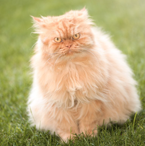 britbrit1103:  catsbeaversandducks:  “But I AM smiling!”Photos by Garfi The Angry Cat  Same