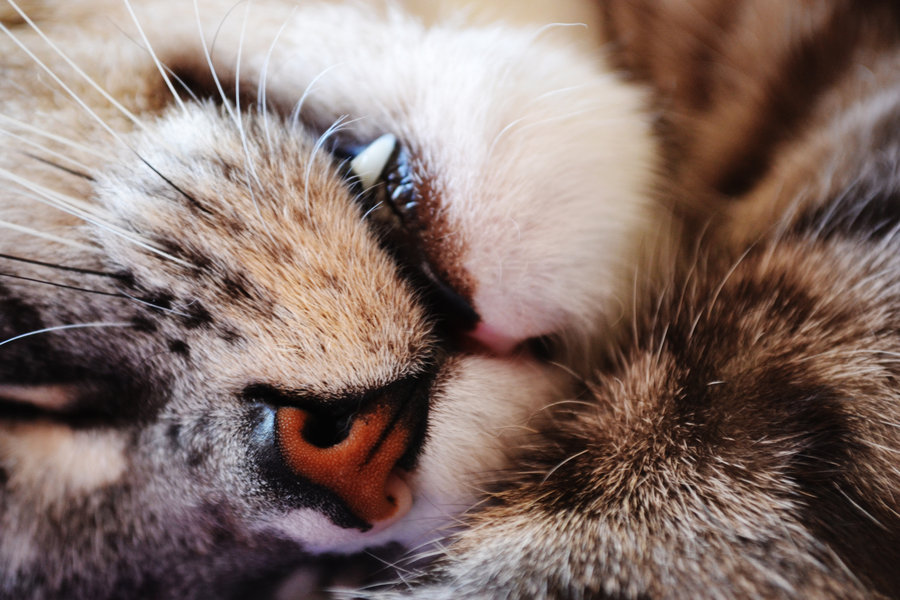 earth-song:  Tiny Teeth by sitting-beside-you