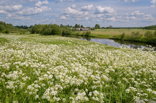 viktor-kotov - Meadow