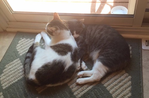 Finn and Lumen love each other and looking out the window(submitted by @wewilltry-again)