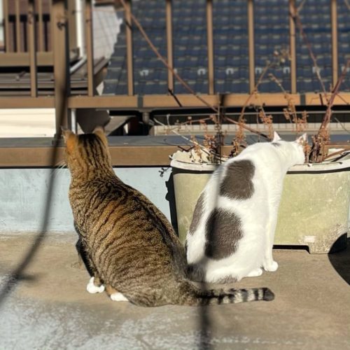 虎と牛。もちろん虎の方が強いです。Tiger and cow. Of course, the tiger is stronger.#cat #catsofinstagram #browntabby 