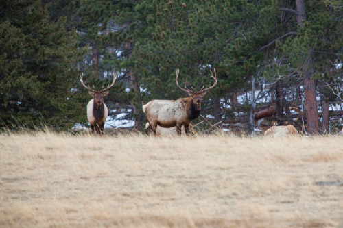 Rocky Mountain National Park: There was still snow above 9,000ft and wonderful cool weather in the m