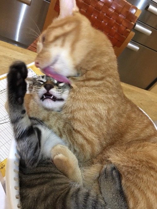 youronetruepotatocat:Me giving my friends love and affection to their probable annoyance.