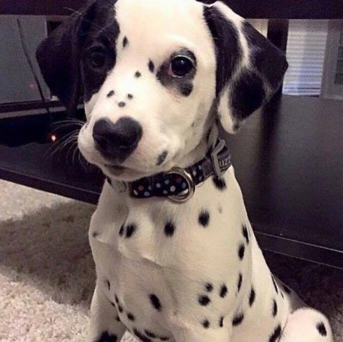 getfitnotslim:  My heart. It’s heart.