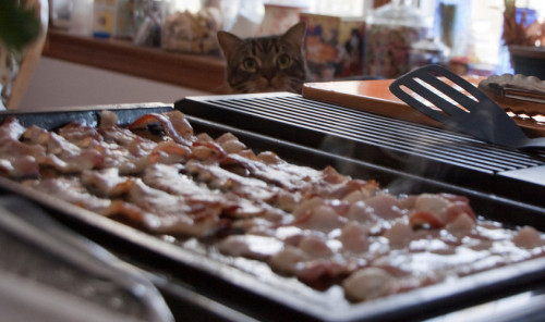 bacon….(via ciara)
