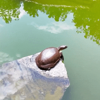 pastabot:seatrench:Softshell Turtle stretch(source)@abandonedfarms