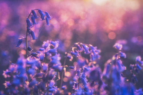 isawatree: Bluebells by Verity Milligan