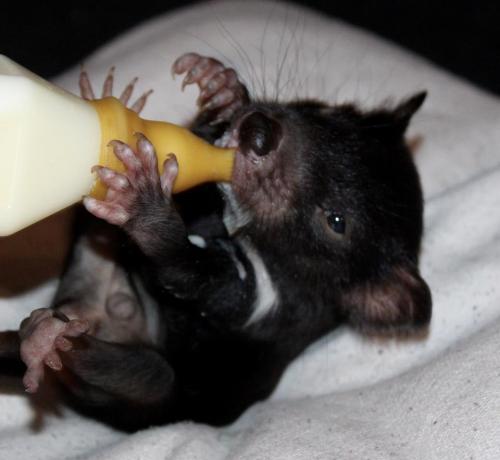 catsbeaversandducks:Tasmanian Devil Babies!There’s adult photos