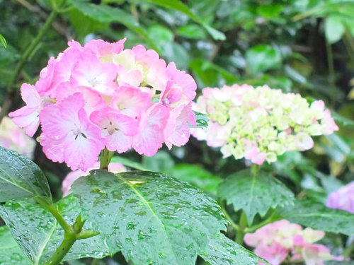 花やみつばち あじさいの育てかた 門前仲町のお花屋さん