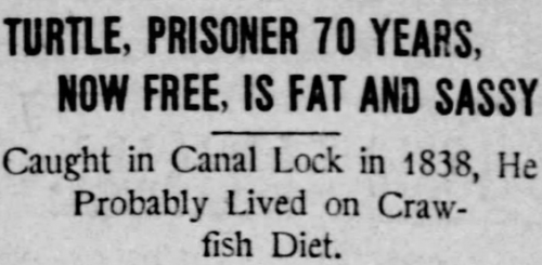 shituationist: yesterdaysprint: St. Louis Post-Dispatch, Missouri, October 4, 1908 proud of him