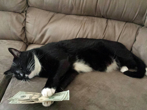 its-awesome-turtle-time:   This is one of my favorite posts because that cat’s  name is  meatloaf  and hes just been sitting there with the money between his paws for who knows how long 