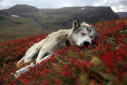 Theantidote:  Dreaming (By Peter Przybille) Alaskan Husky Tex Dreaming In The Landscape