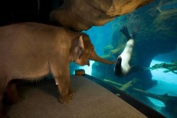 awwww-cute:  The animal handlers at the Oregon Zoo took Chendra around to meet some of the other animals one day before the zoo opened