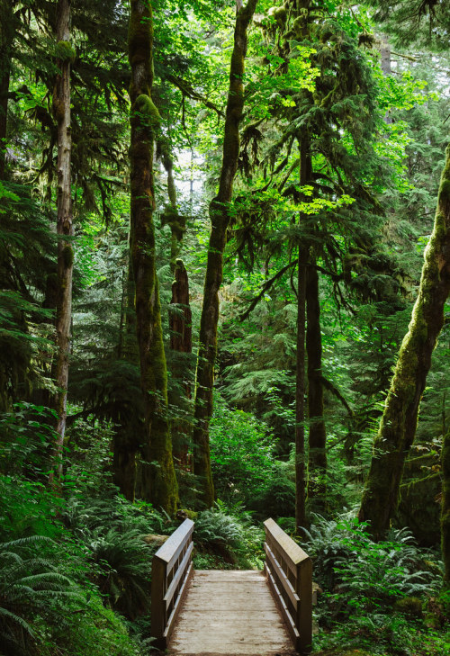 satakentia: Oregon Trees and Moss Trees covered with thick layers of moss. It’s an eery yet beautifu