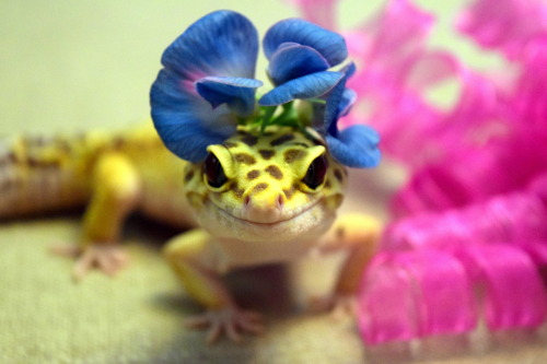 shinyx2:Sweet Peas in bloom on Poppy’s head.