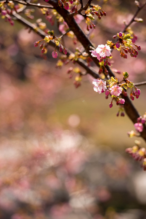 m3411:河津桜 2014/3/9撮影 D600,175mm,F4.0,ISO100,1/640sec #flickstackrFlickr: flic.kr/p/kRn4Kv