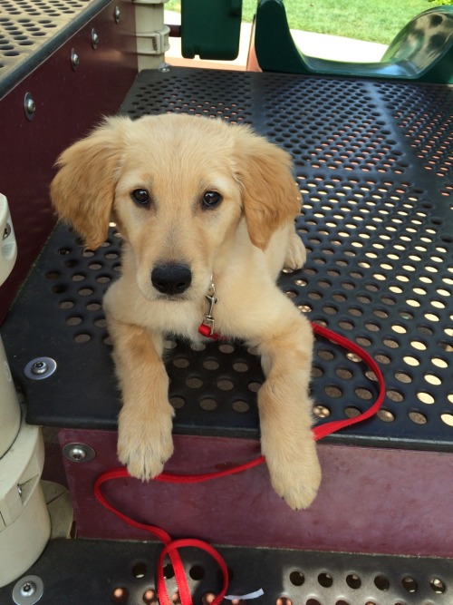 golden-retrievers:  She likes the playground!
