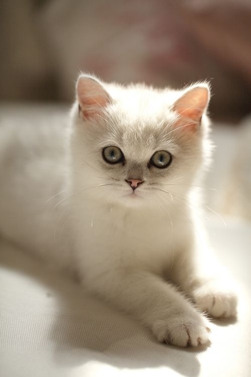 ⚜Esthétique⚜ — ⚜Esthetique⚜ | What a beautiful white kitten