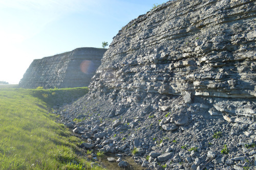 Lexington Limestone These outcrops of rock are road cuts through the Lexington Limestone, near Lexin