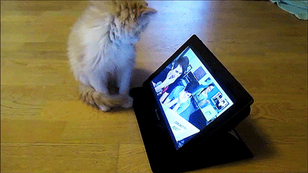 intheirbadnessreign:  Kitten Reacts to Dan and Phil (React to Teens React to Dan