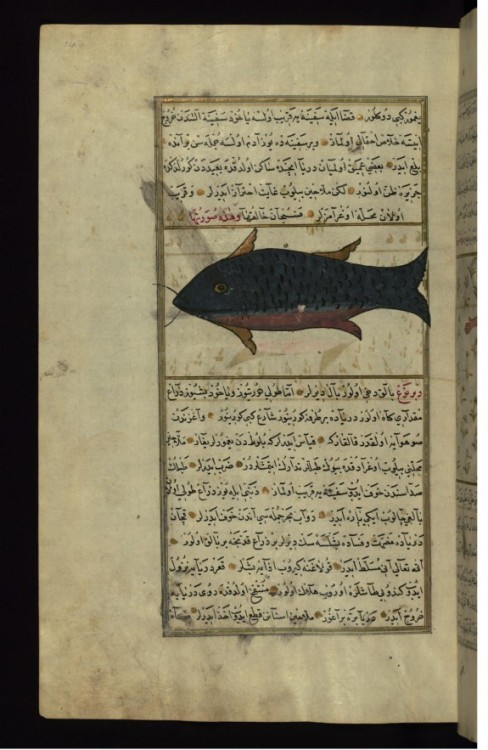 waltersartmuseum:Art of the Day: A Fish from the Vaynah (Vinah?) Seas This folio from Walters manusc