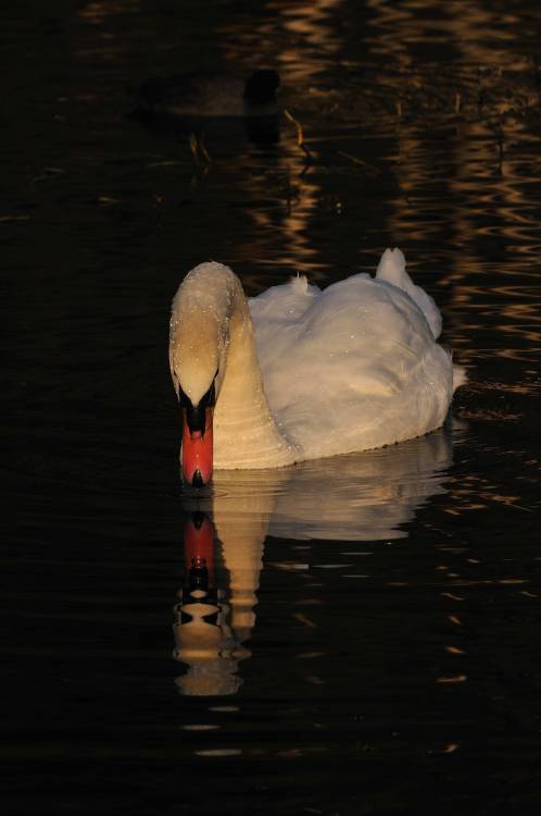 Mute Swan At Sunset (3).River Weaver, Cheshire, England   October 2015.Nikon D300 VR 70-300 f4.5 - 5