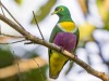 Porn photo celestialcreamcheese:Fruit dove appreciation