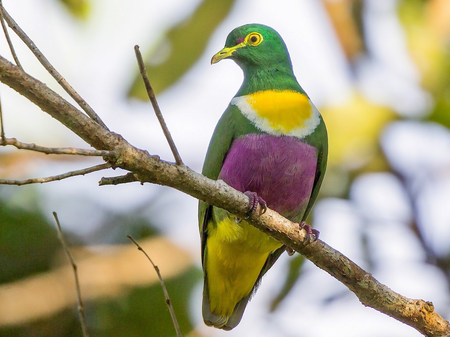 celestialcreamcheese:Fruit dove appreciation porn pictures