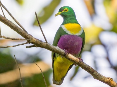 celestialcreamcheese:Fruit dove appreciation post! These are my favourite kind of bird, they look like they were painted💖