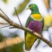 celestialcreamcheese:Fruit dove appreciation post! These are my favourite kind of bird, they look like they were painted💖