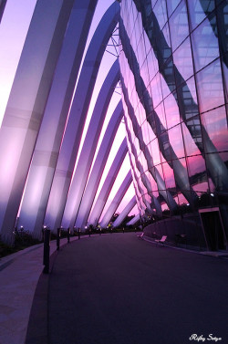 reagentx:  Purple Lumination by rifkysetya | http://500px.com/photo/45532580 