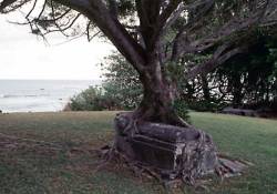 unexplained-events:  unexplained-events:  Crypt and tree merge in an old cemetery in Kalaupapa National Park in Hawaii.  Life meets death 