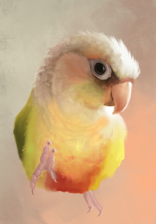 Green cheek conures are definitely one of my favorite subjects! This cute little lady&rsquo;s ow