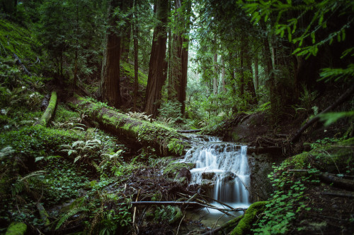 wanderthewood: Santa Cruz, California by Stanislav Sedov