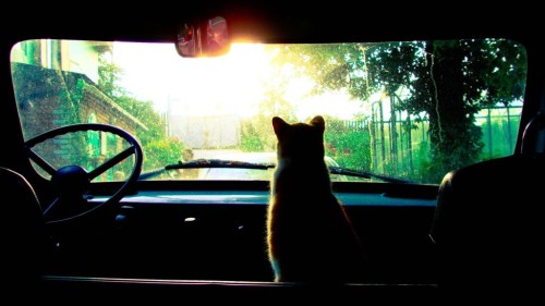 Cat + CarCat + CarView Post