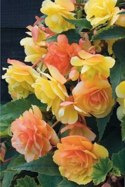 flowersgardenlove:  Begonia ‘Apricot Sha Beautiful 