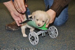 sixpenceee:    Two-legged rescue puppy born with no front legs on the move thanks to a 3-D printed wheelchair    Two-legged rescue puppy born with no front legs on the move thanks to a 3-D printed wheelchair. His two-wheeled cart was printed in 14 hours