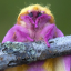 mothmothmothmothmothmoth