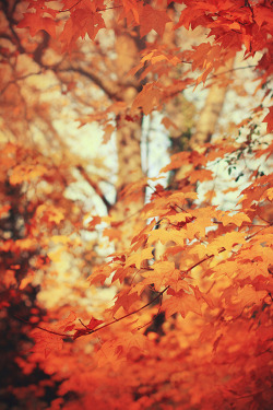 Falling-through-autumn