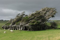 coolthingoftheday:  Cold southern gales blasting across Slope Point - located on the southernmost tip of New Zealand’s South Island - has given rise to this unique natural phenomenon: the trees here, being persistently battered by powerful winds coming