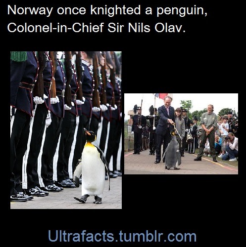 blue-eyesthick-thighs:  captainamerica-in-middle-earth:  superhusbands4ever:  ultrafacts:   Sources: 1 2 3 4 5 6 7 8 9 10 Follow Ultrafacts for more facts   Sudden urge to visit norway  Sudden urge to move to Norway   Moving to Norway