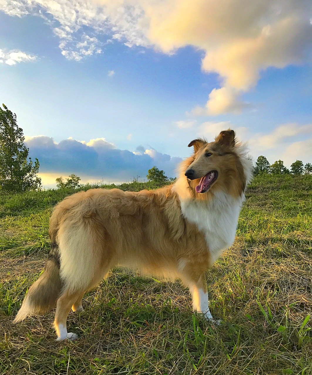 sable merle collie