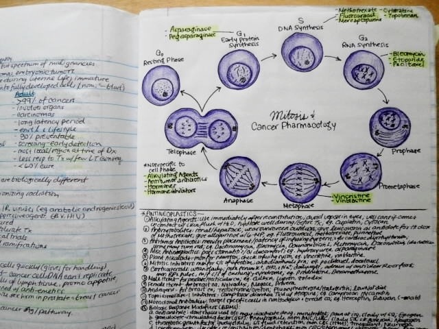 student-nurblr:telencefalon:A Nursing Student’s Notebook. Contains notes from my