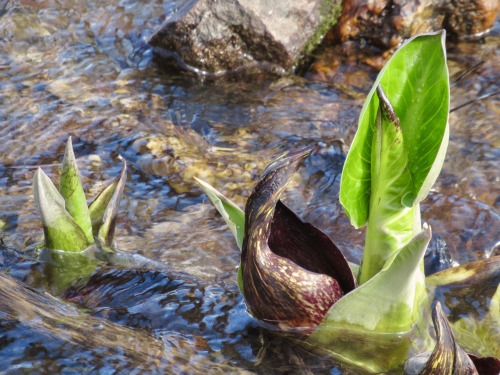 Skunk cabbage growing past its bloom stage down at Black Rock. Nice to know that in some places thin