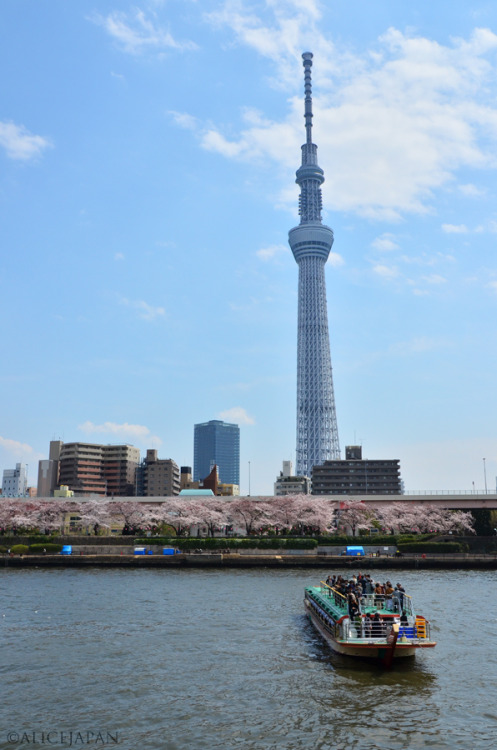 Tokyo Skytree 東京スカイツリー 2012年04月16日