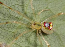 sixpenceee: These spiders, called mirror or sequined spiders, are all members of several different species of the thwaitesia genus, which features spiders with reflective silvery patches on their abdomen.The scales look like solid pieces of mirror glued