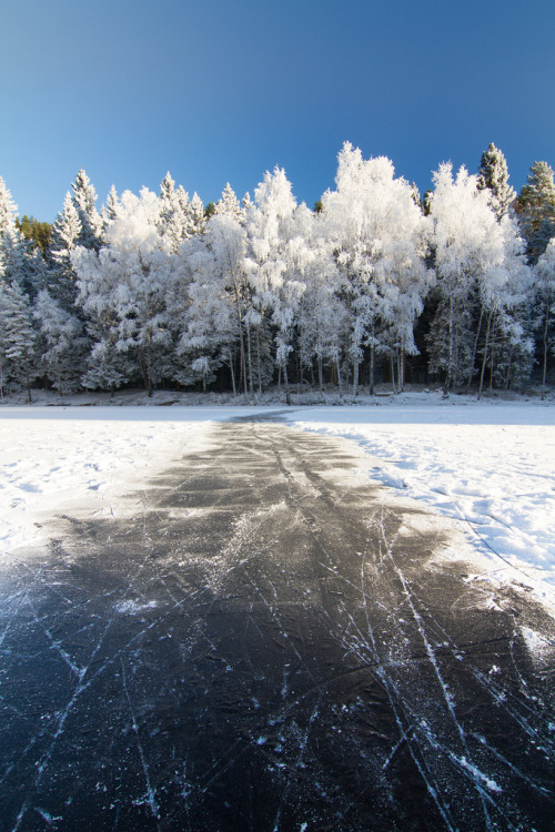 mistymorningme:  Hoar frost at the Ice Pond  by Trond Strømme