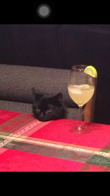 cute-overload:  My cat had a long day…http://cute-overload.tumblr.com source: http://imgur.com/r/aww/WHzIvL9