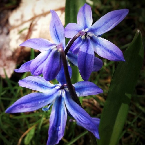 Spring #flowers #flowerstagram #mygardentoday #mygarden #scottishhighlands #spring #Tomich (at Tomic